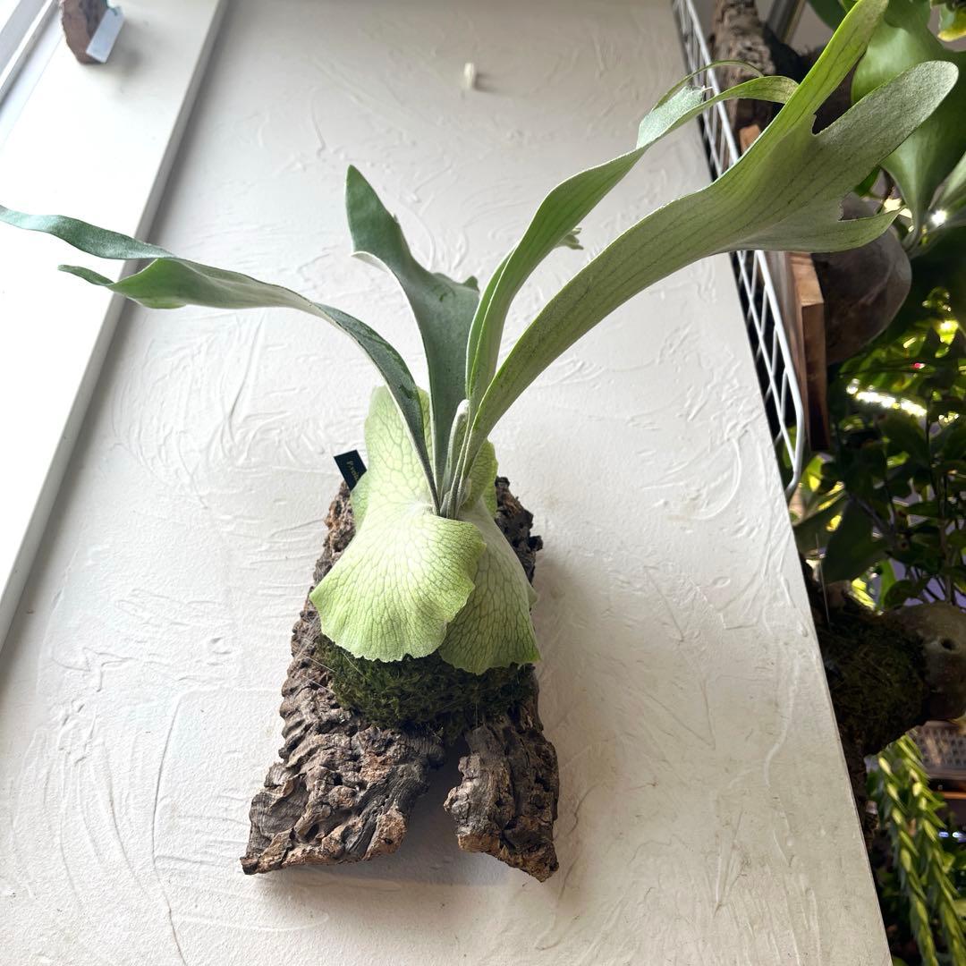 S*様 ビカクシダ　ペドロタツタ　コルク付け