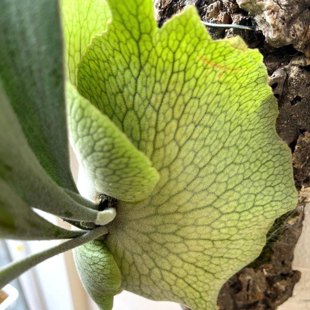 S*様 ビカクシダ　ペドロタツタ　コルク付け