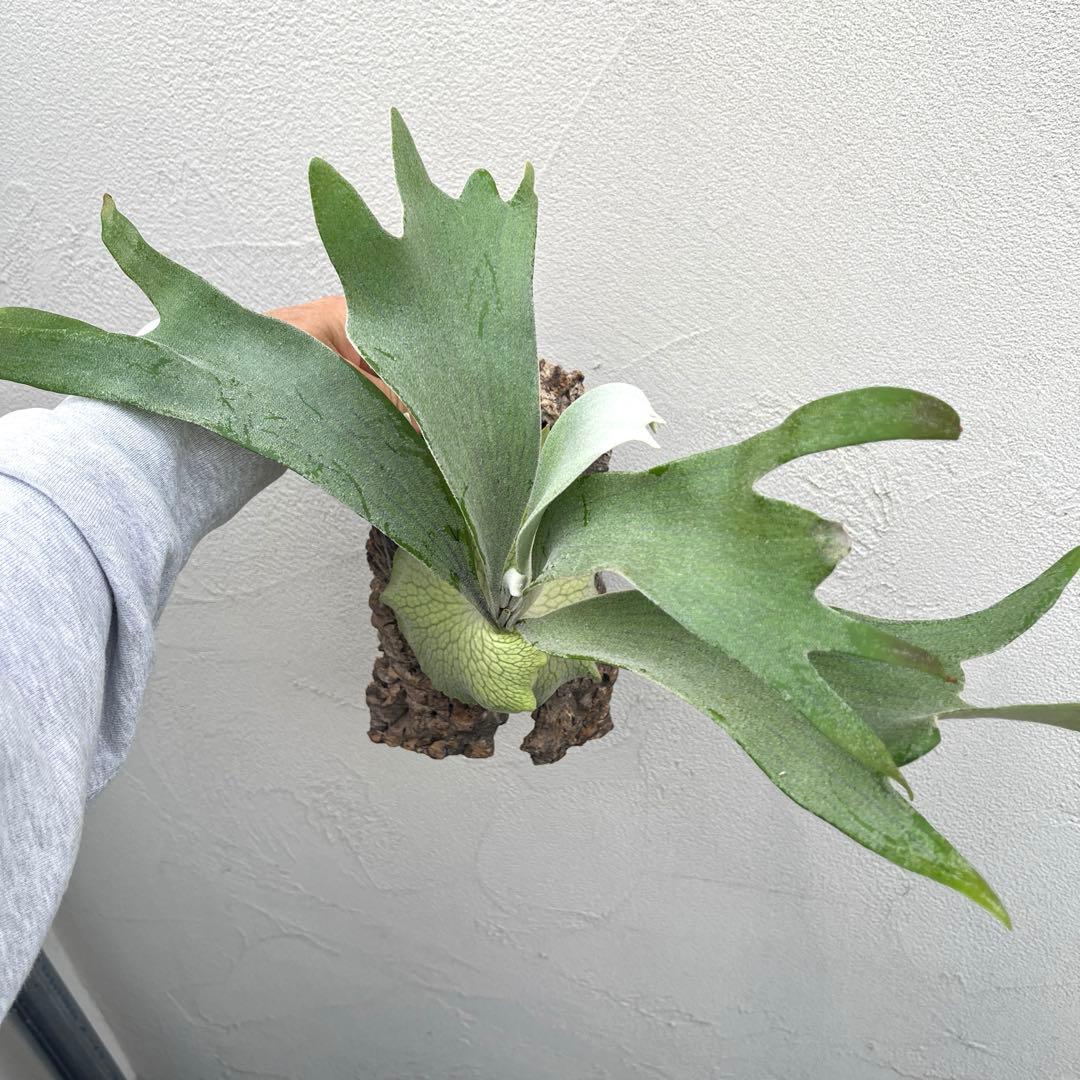 S*様 ビカクシダ　ペドロタツタ　コルク付け