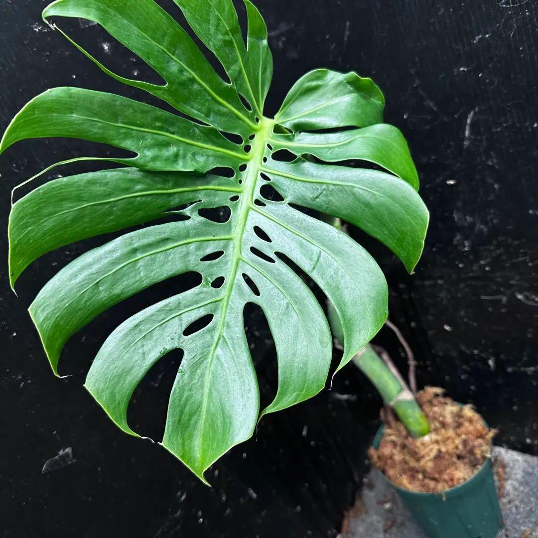 ご*ら様 モンステラデリシオーサマクロコズム超希少系統鉢植え