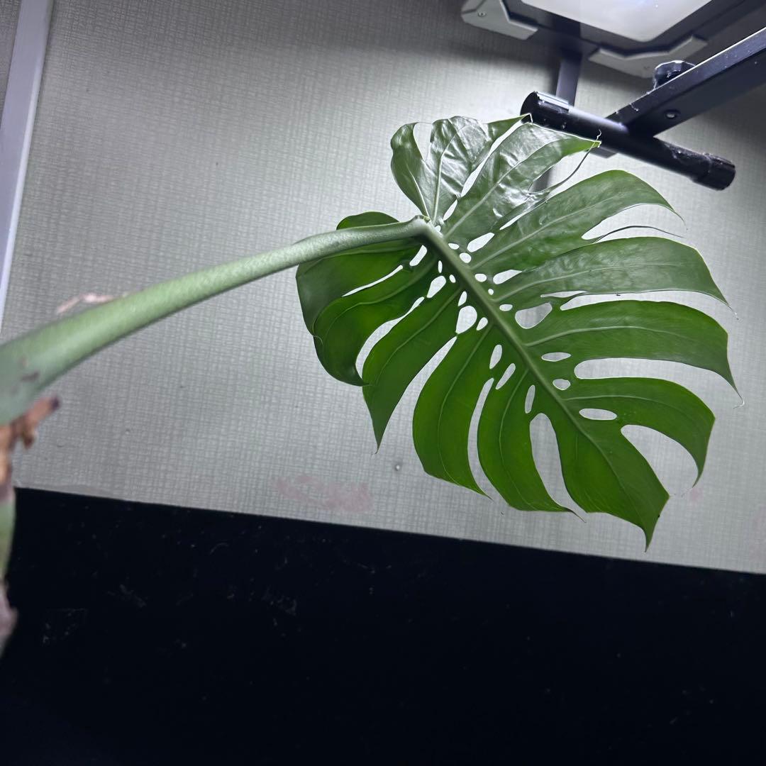 ご*ら様 モンステラデリシオーサマクロコズム超希少系統鉢植え