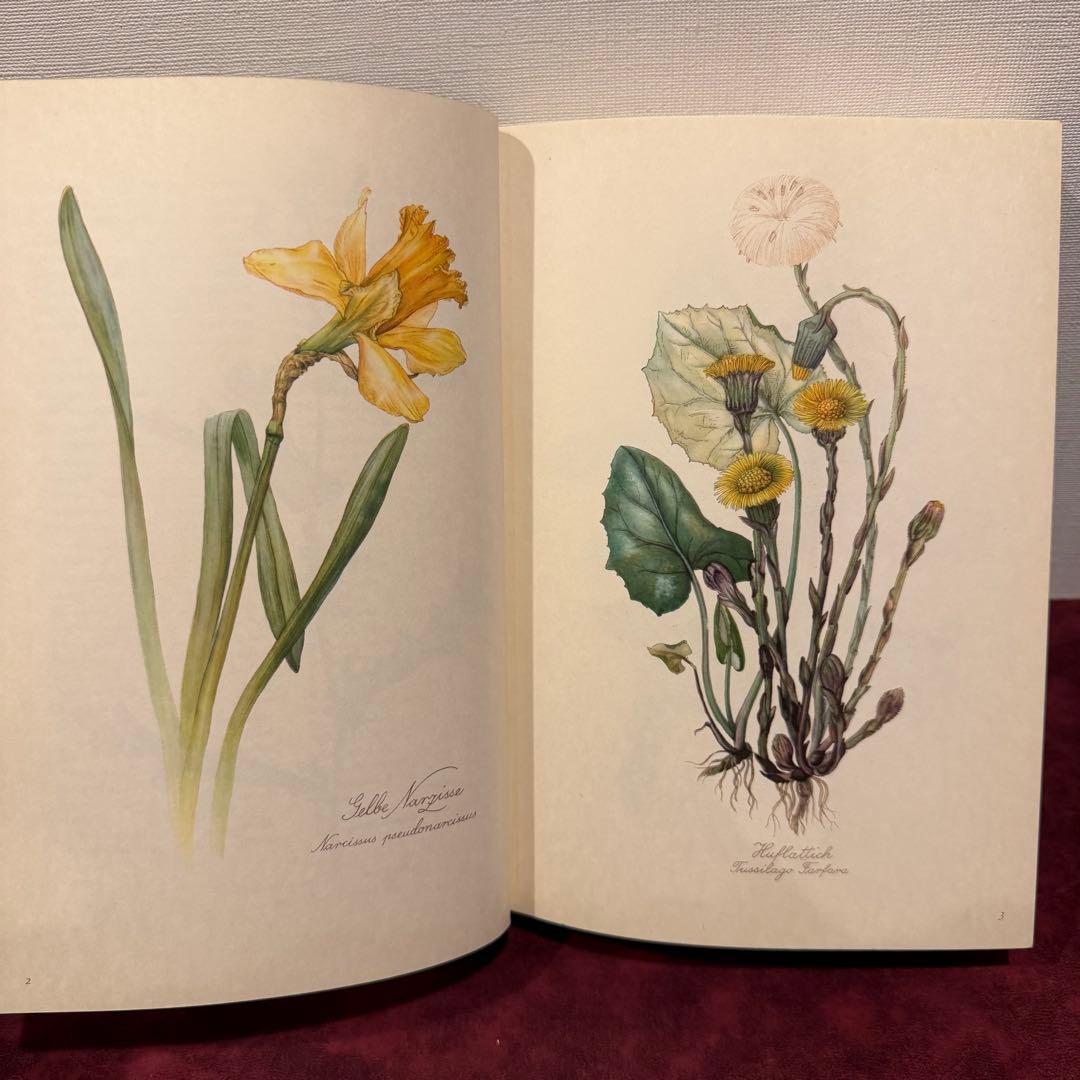 112⑤1963年ドイツElsa Flesko植物図鑑　ジャンクジャーナル