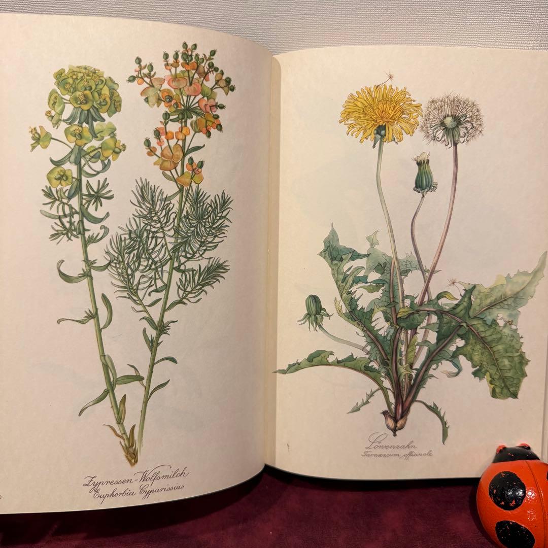 112⑤1963年ドイツElsa Flesko植物図鑑　ジャンクジャーナル