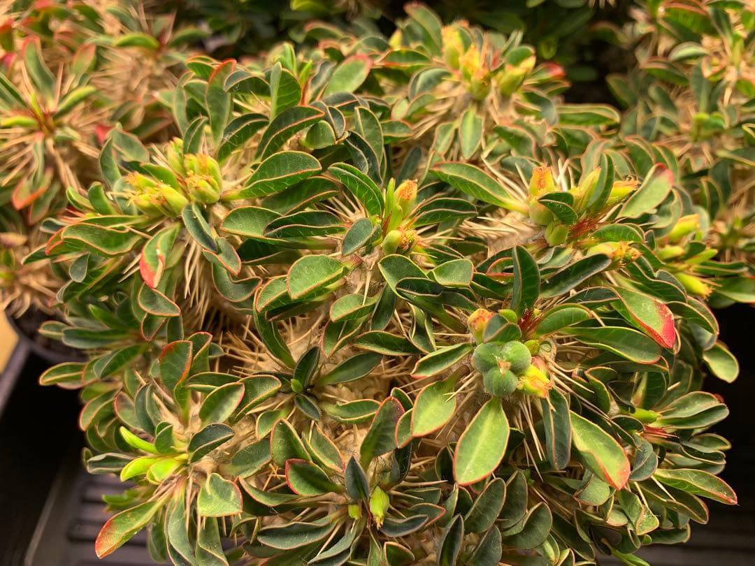 トーマスさま専用（ギラウミニアナ種子35粒）