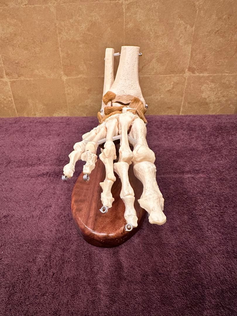 アメリカンアナトミカル社製　足模型