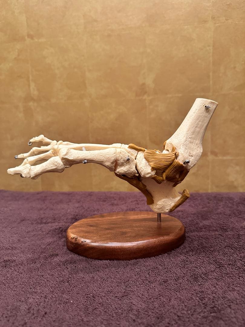 アメリカンアナトミカル社製　足模型