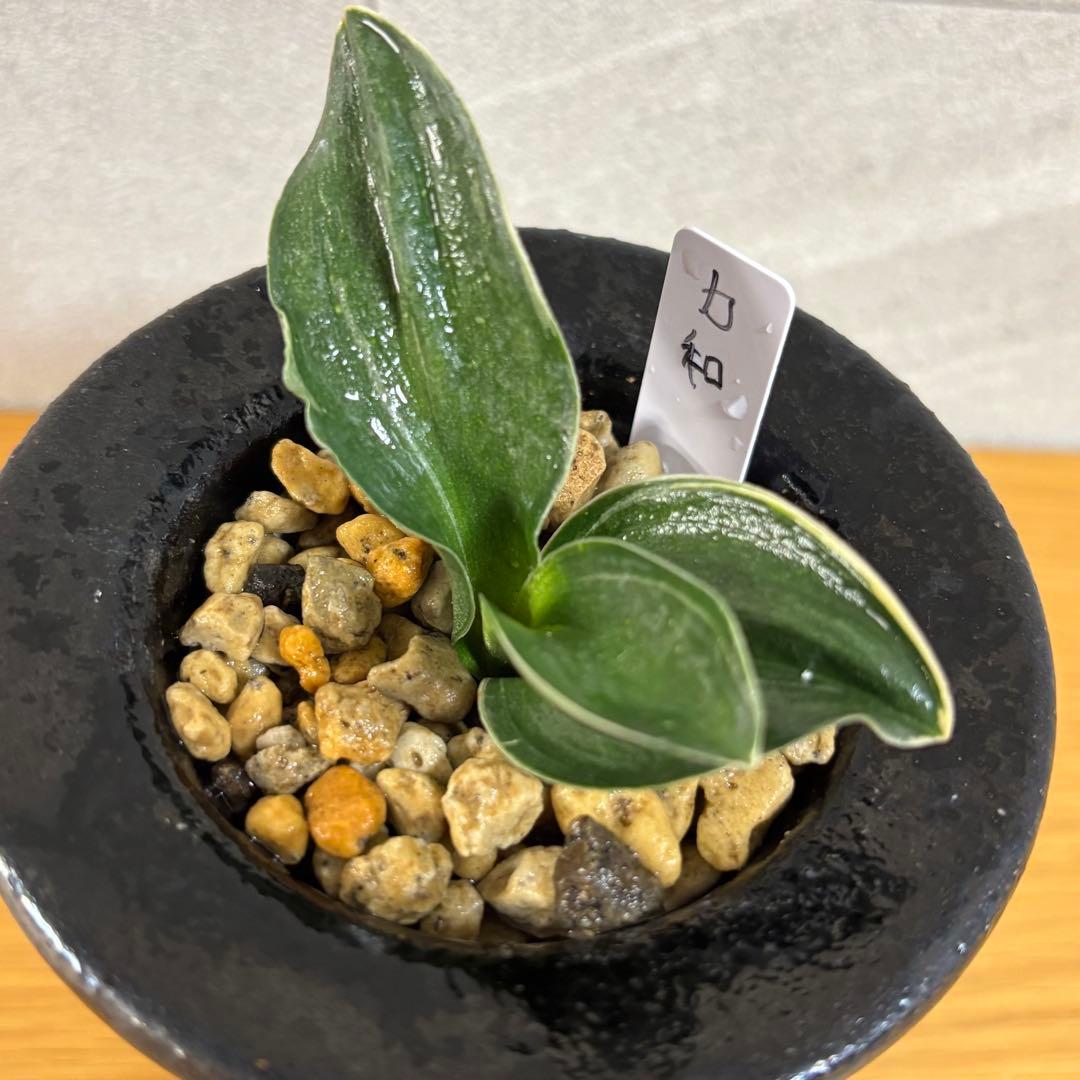 万年青　力和　羅紗系　鉢付き