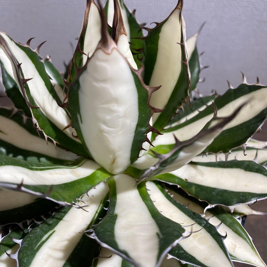 アガベ　ホリダ白中斑入　極上3