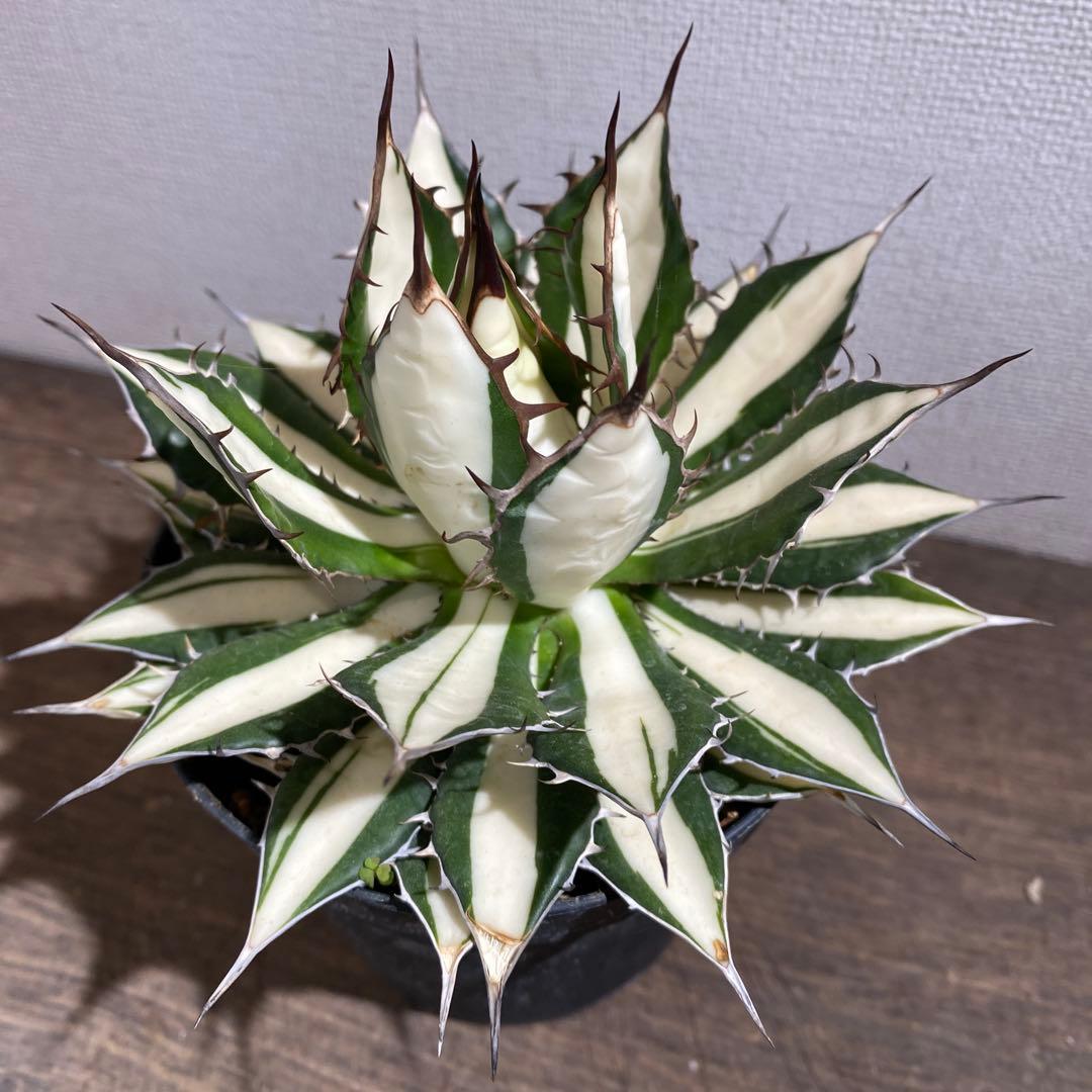 アガベ　ホリダ白中斑入　極上3