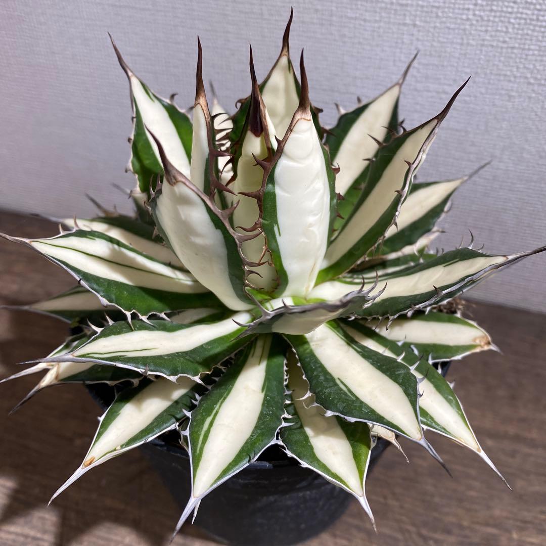 アガベ　ホリダ白中斑入　極上3