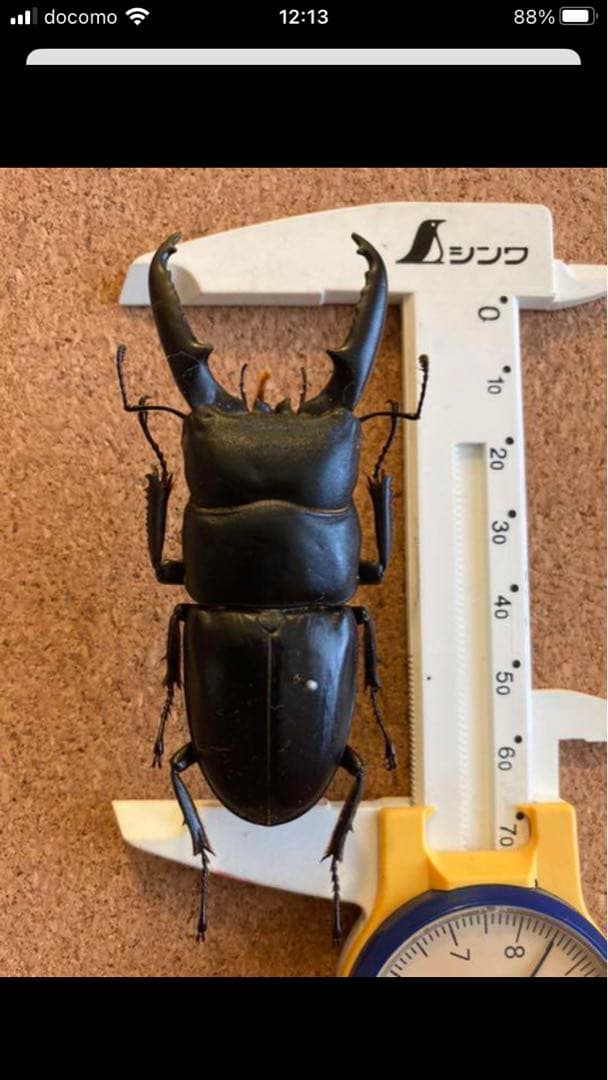 馬度産ヒラタ&オキナワヒラタ&ネブト