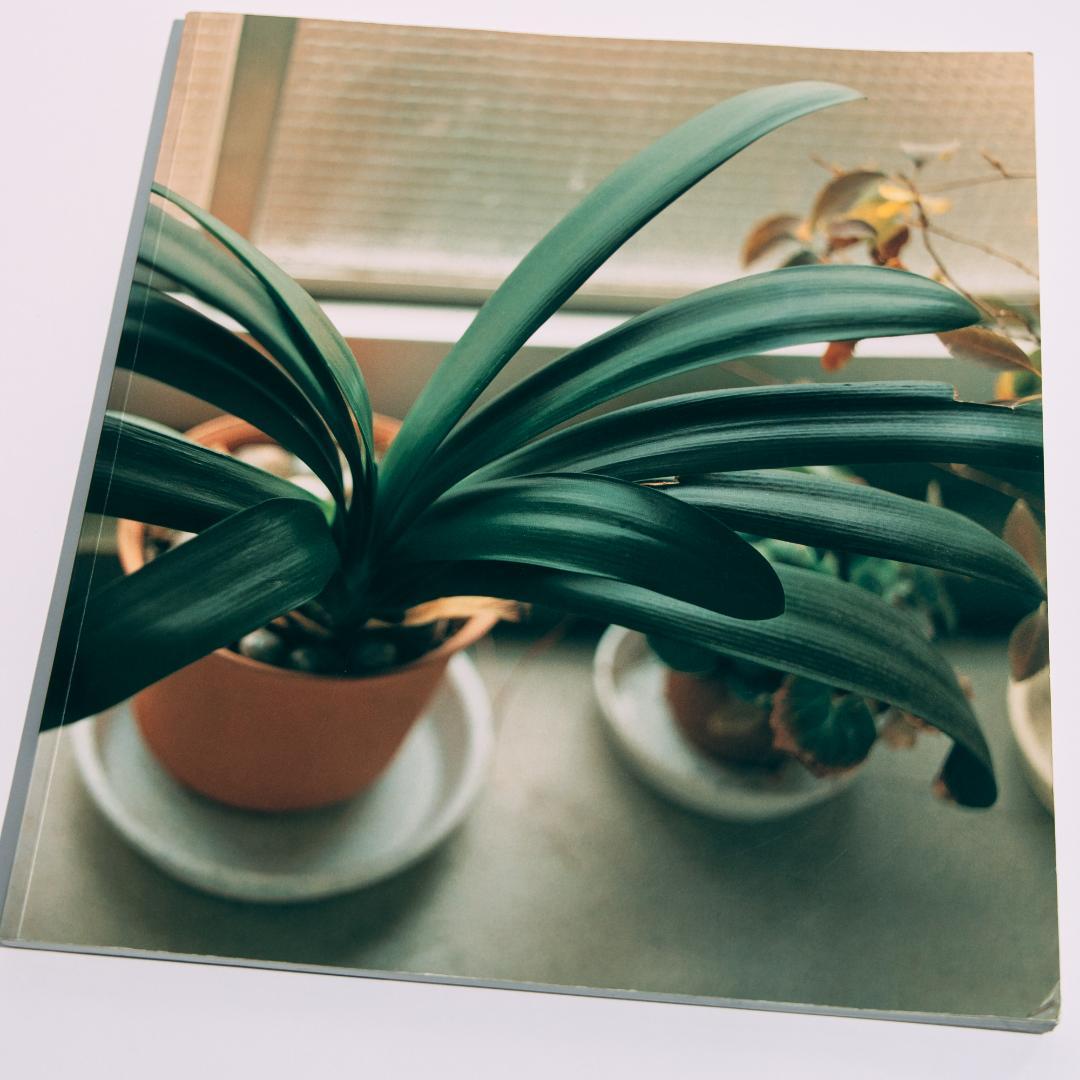 生きている 佐内正史 写真集