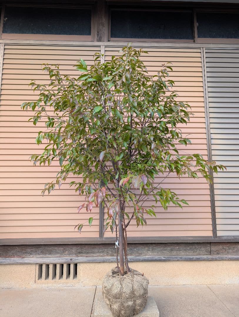 常緑エゴノキ（トキワエゴノキ）株立　約1.5m　②