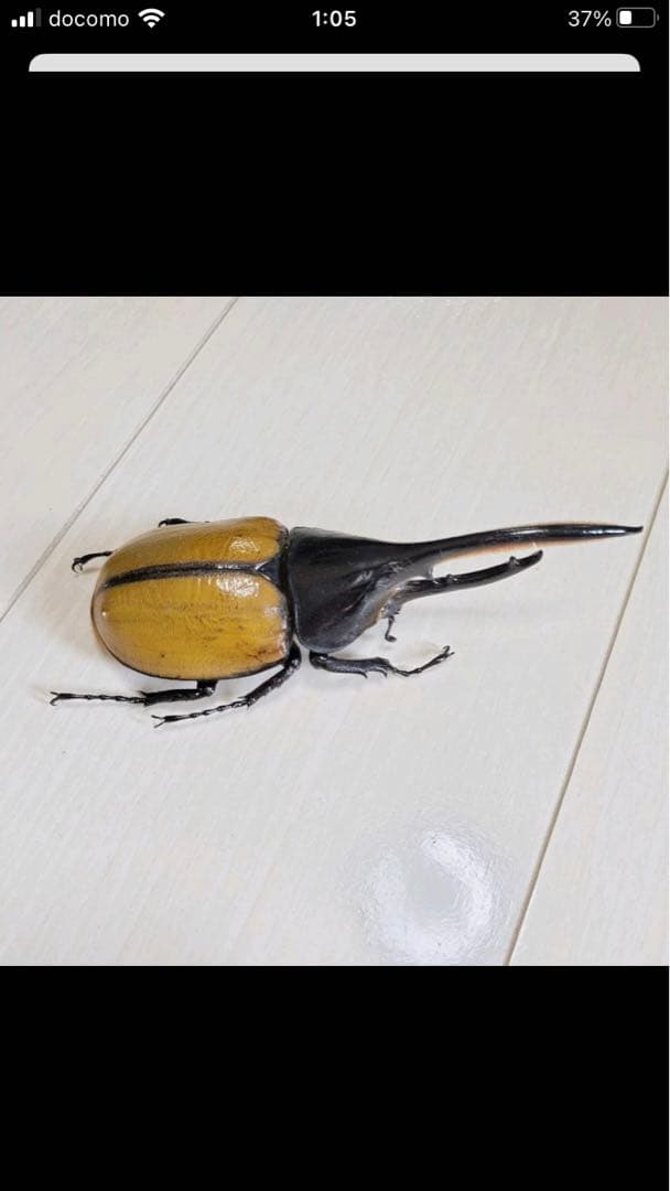 ヘラクレス・エクアトリアヌス♂標本