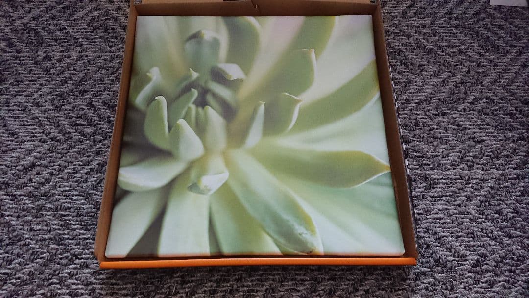 未使用 ArtDeli アート ポスター 自然 植物花系 まとめて 8個