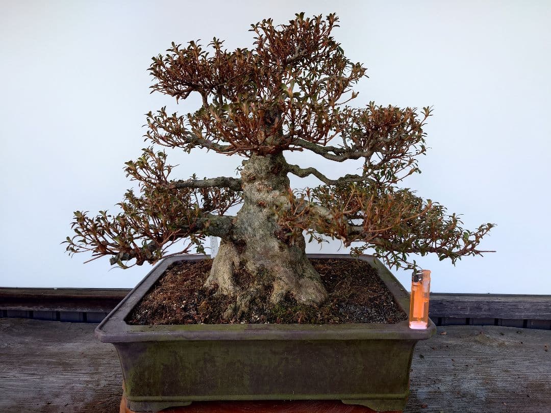 h*0様 盆栽　皐月(如峰山)　樹高46cm
