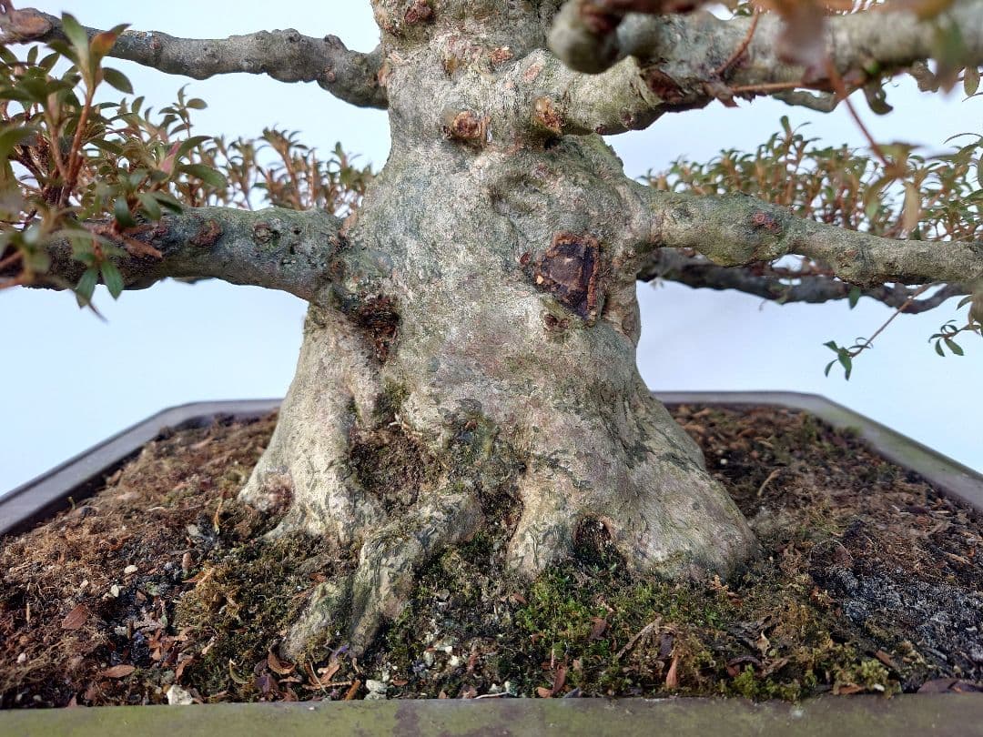 h*0様 盆栽　皐月(如峰山)　樹高46cm