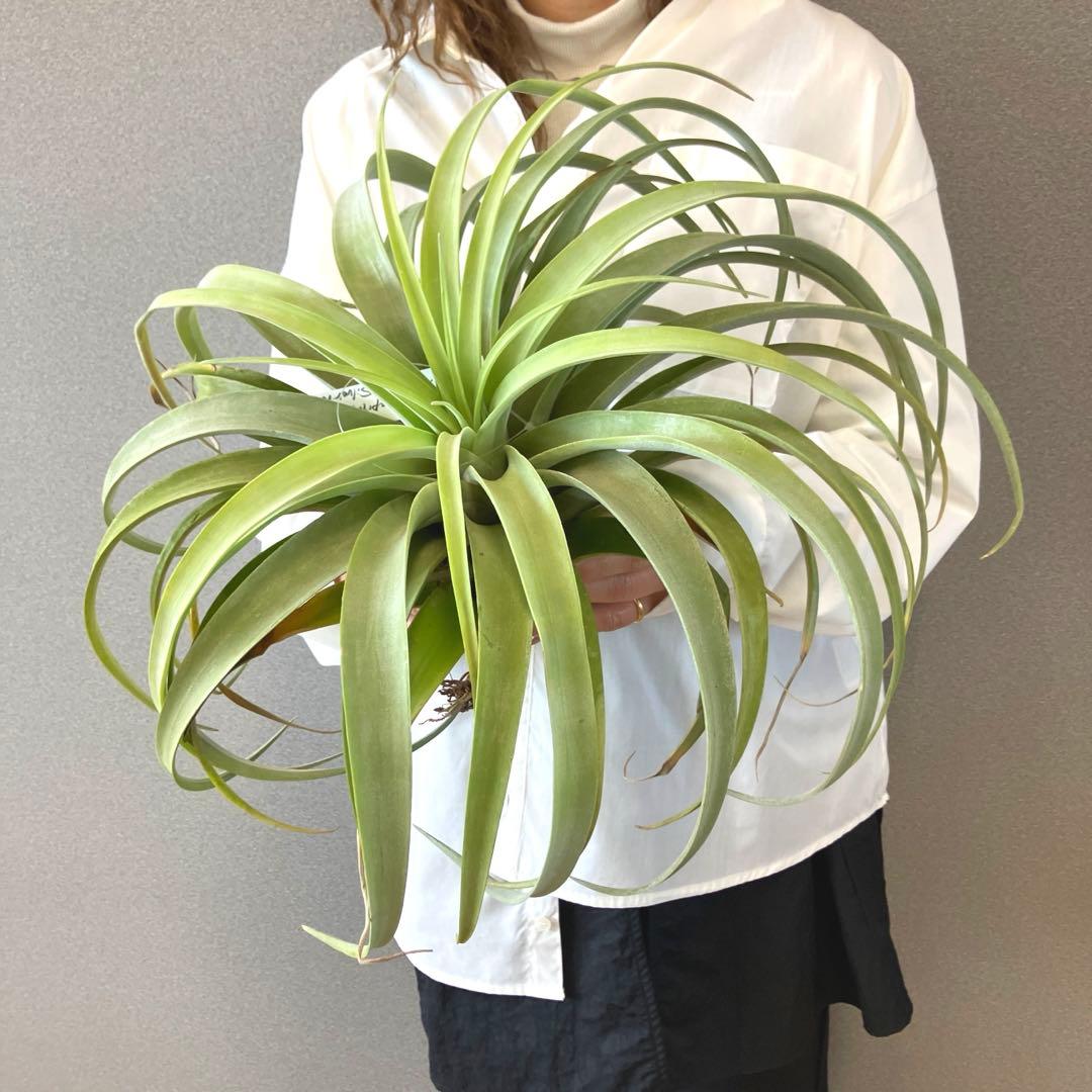 超希少❗️特大❗️チランジア　カピタータ　シルバーローズ✨