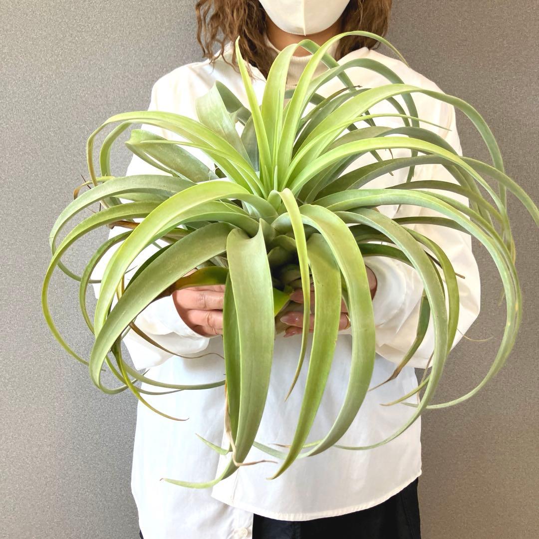 超希少❗️特大❗️チランジア　カピタータ　シルバーローズ✨