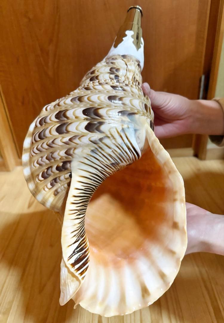 特大修験道法螺貝40.5㎝　山伏　密教　魔除け　熊よけ❣️ホラガイ　ほら貝