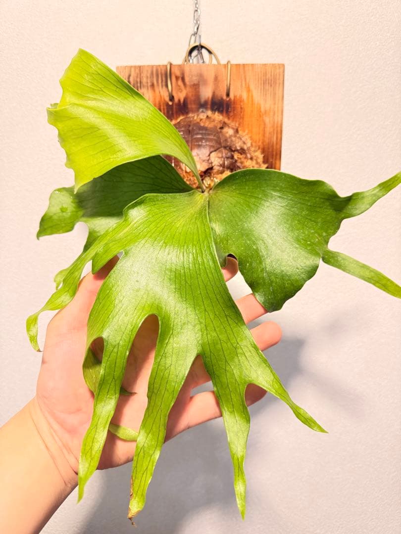 そだ てるお　ビカクシダP. Flamenco TC