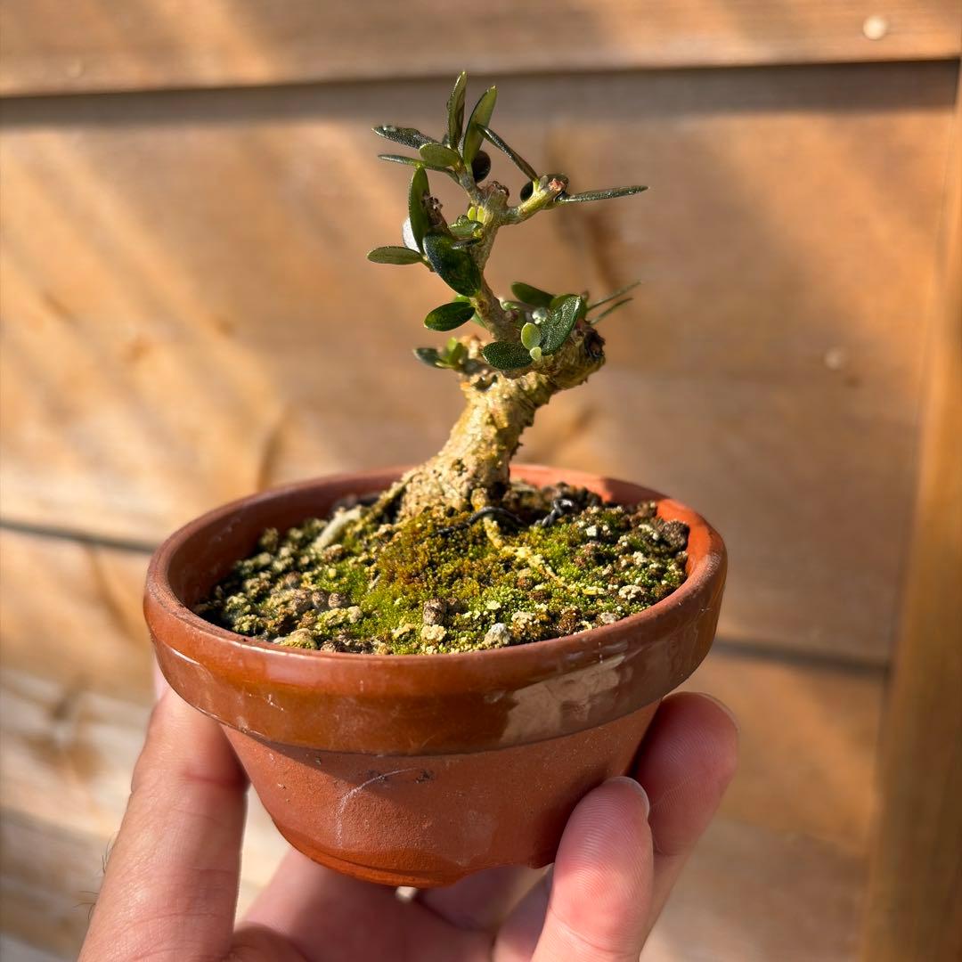 姫オリーブ小品盆栽3