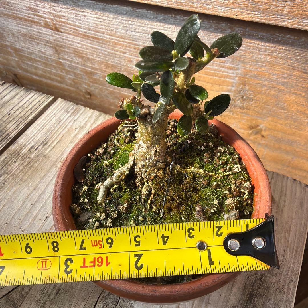 姫オリーブ小品盆栽3