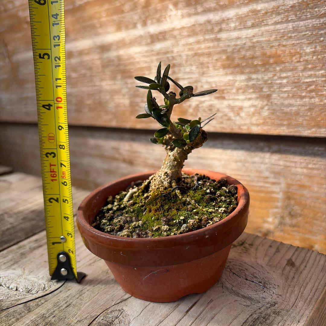 姫オリーブ小品盆栽3