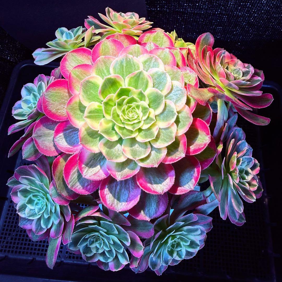 超レア新品種　アエオニウム　ロイヤルピーコック錦　(古株)法師錦　(大品)