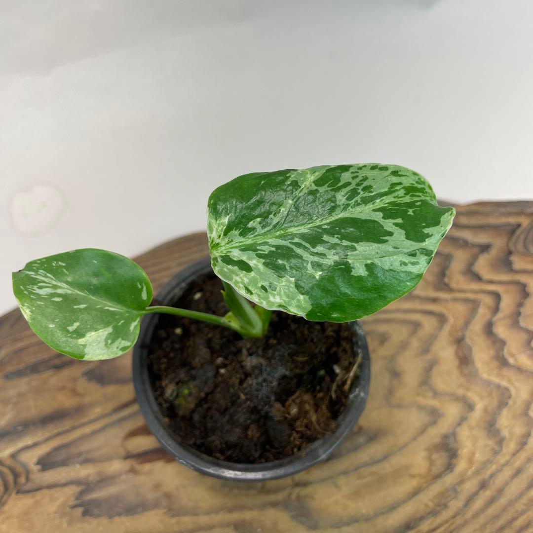 モ*～様 a22品種保証！斑入り保証！Bulbasaurモンステラ バルバソー