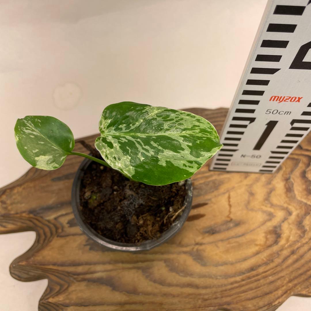 モ*～様 a22品種保証！斑入り保証！Bulbasaurモンステラ バルバソー