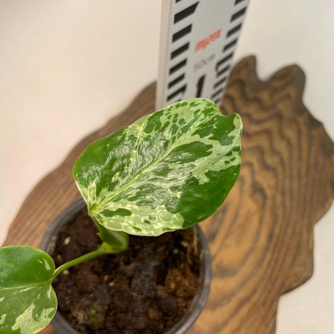 モ*～様 a22品種保証！斑入り保証！Bulbasaurモンステラ バルバソー