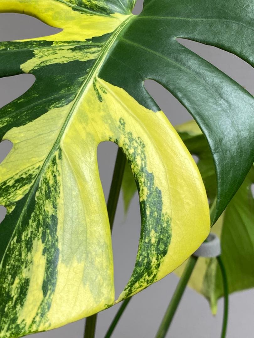 モ*～様 【切れ込みガッツリ‼️】モンステラ　イエローマリリン　黄斑　オーレア