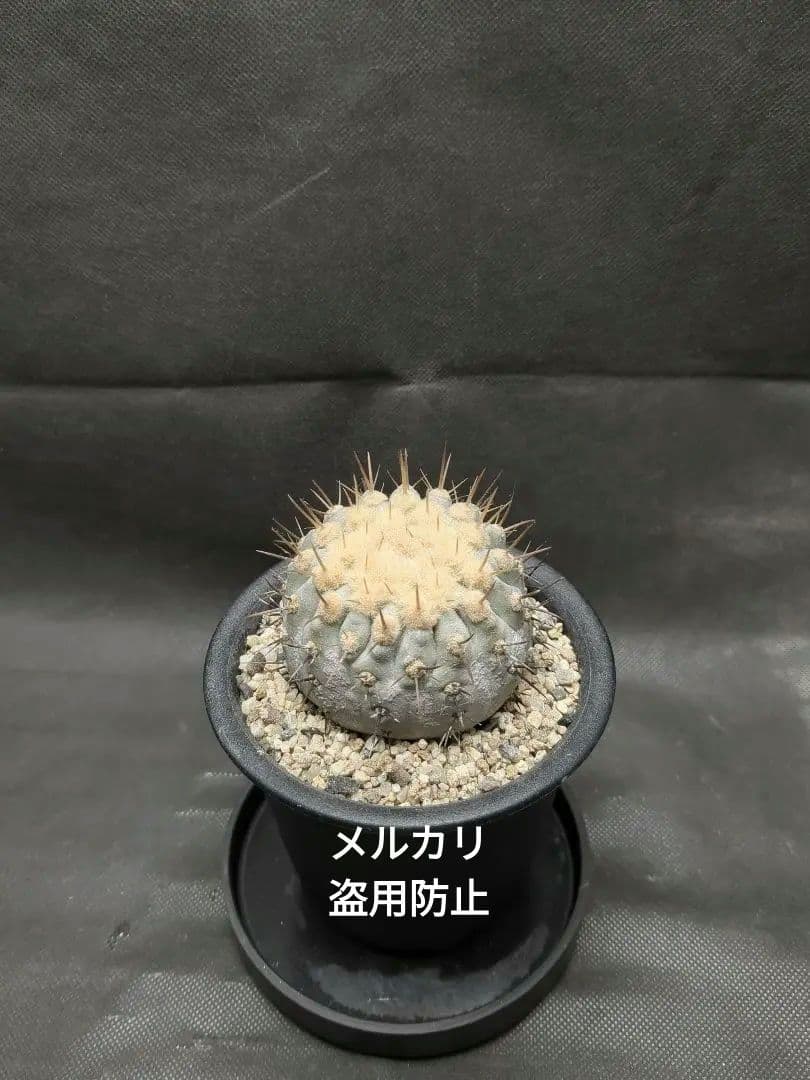 現地球　Copiapoa　コピアポア コルムナアルバ　孤竜丸　輸入株カキコ