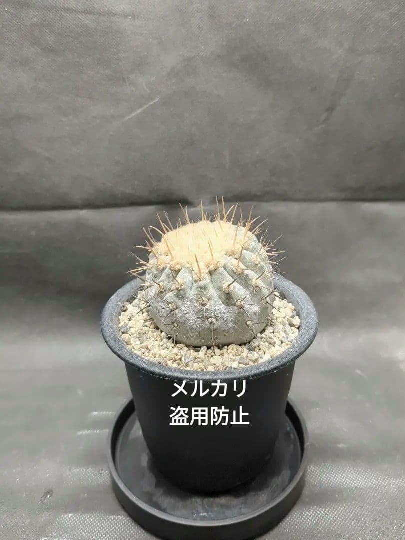 現地球　Copiapoa　コピアポア コルムナアルバ　孤竜丸　輸入株カキコ