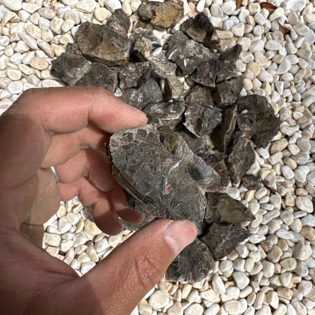 虹色　メタプラ　北海道　遠別　2025.5 採取