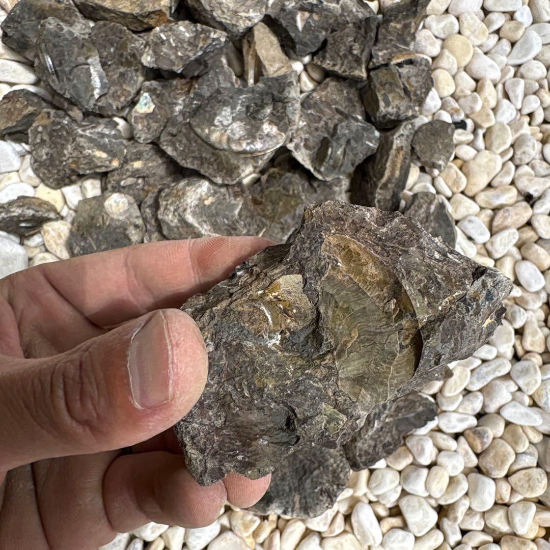 虹色　メタプラ　北海道　遠別　2025.5 採取