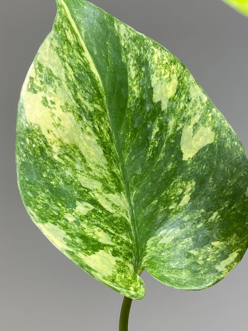 呉*様様 【これは本物です✨】モンステラ　イエローマリリン　黄斑　オーレア　希少