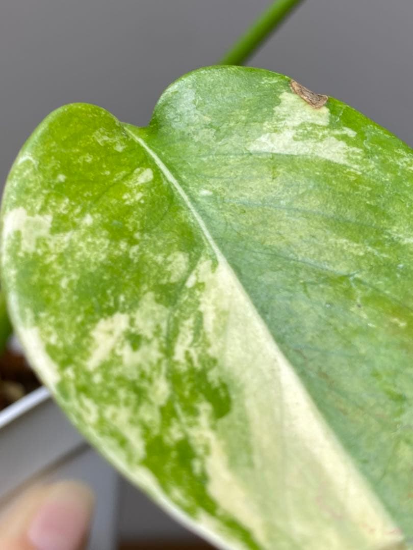 呉*様様 【これは本物です✨】モンステラ　イエローマリリン　黄斑　オーレア　希少