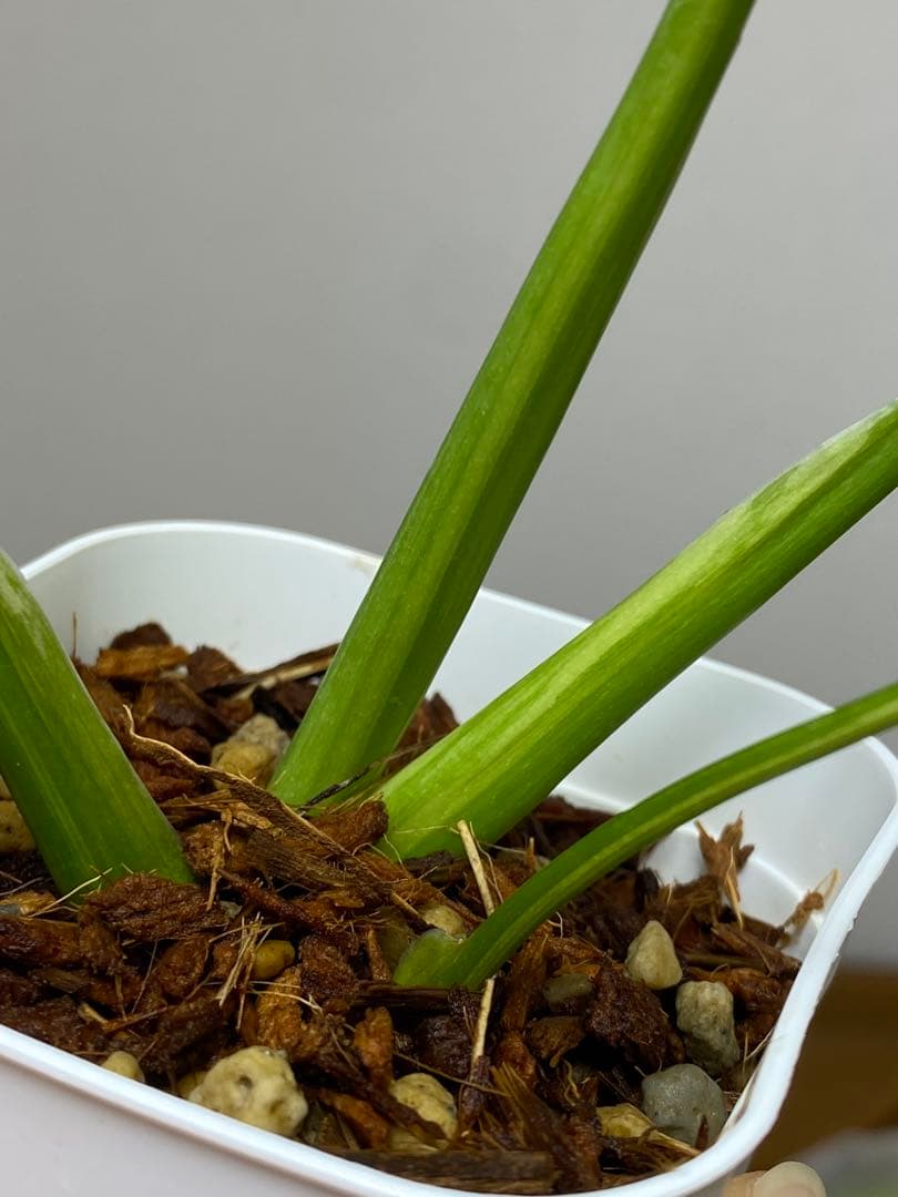 呉*様様 【これは本物です✨】モンステラ　イエローマリリン　黄斑　オーレア　希少