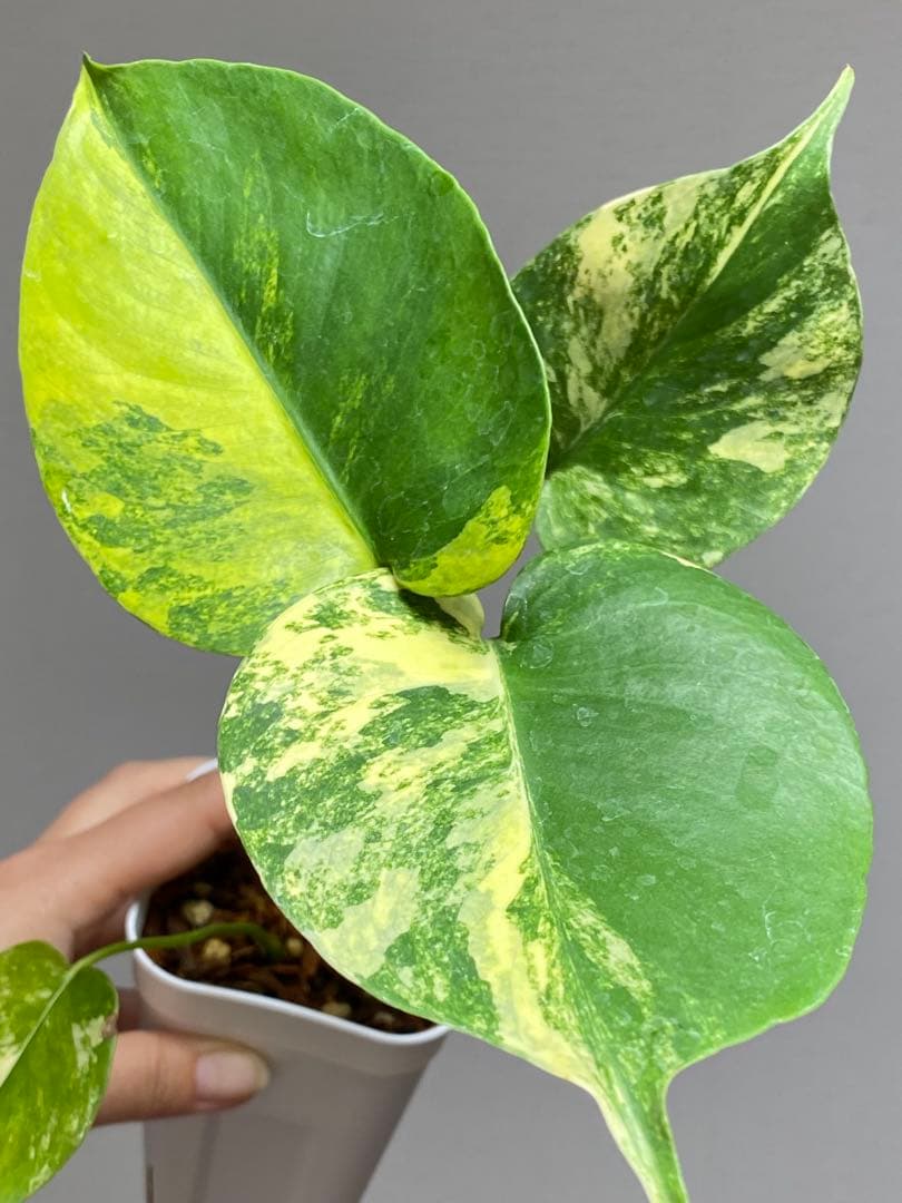 呉*様様 【これは本物です✨】モンステラ　イエローマリリン　黄斑　オーレア　希少
