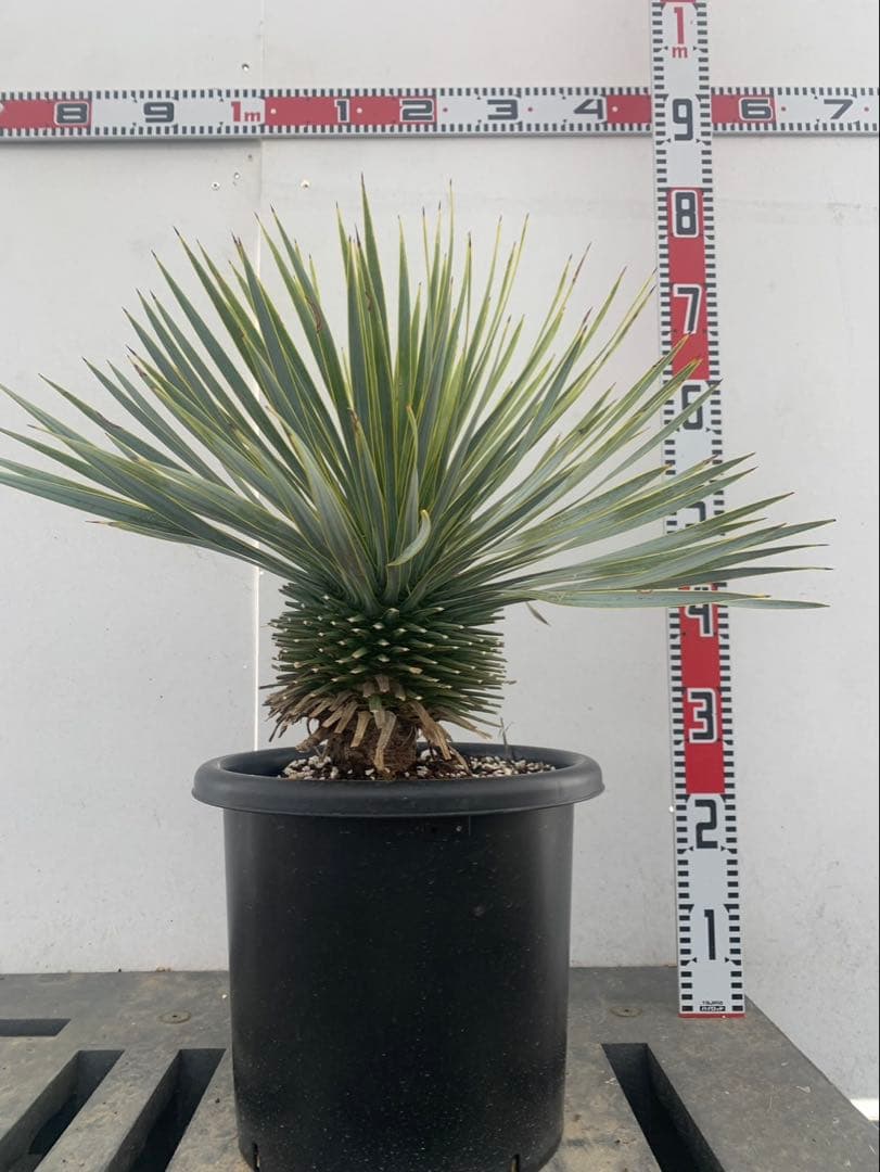 モ*カ様 ユッカ　ロストラータ　10