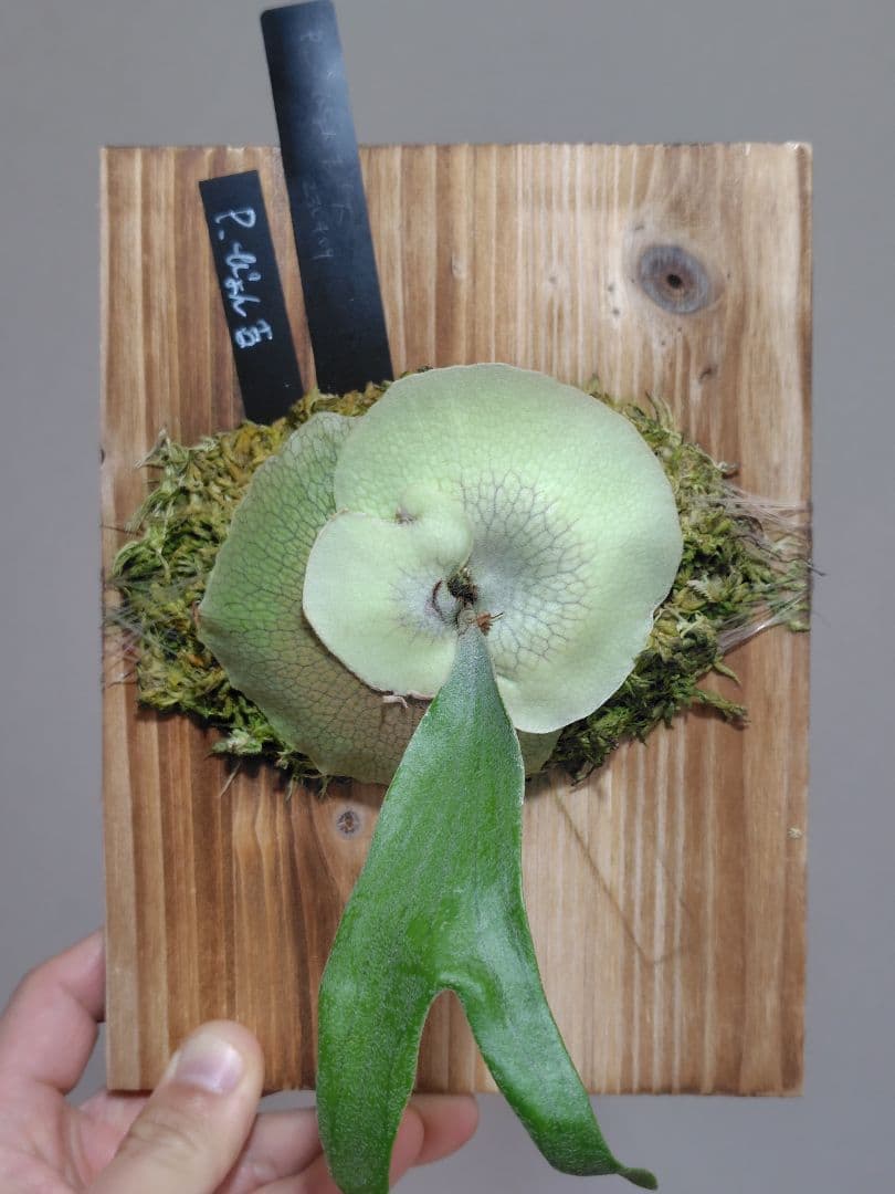 C*.様 ビカクシダ ぴょん吉