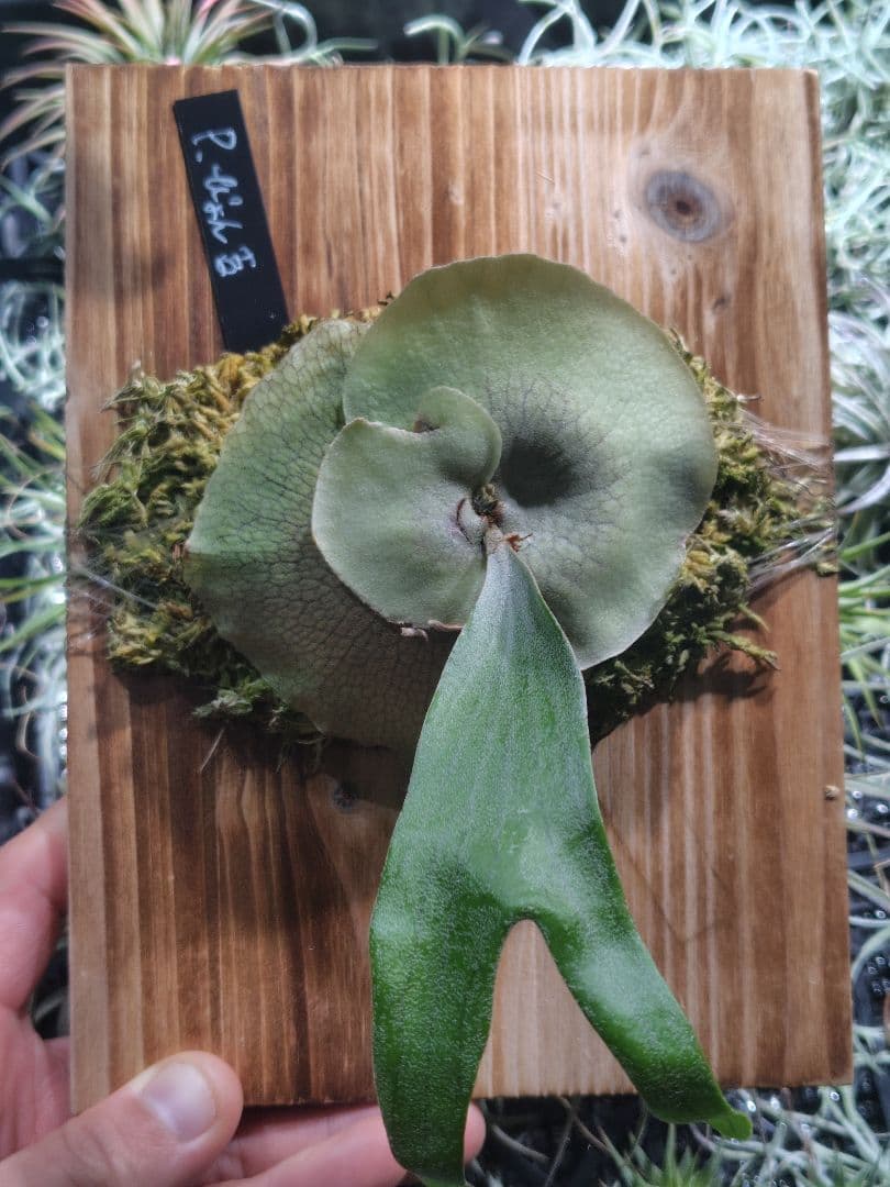 C*.様 ビカクシダ ぴょん吉