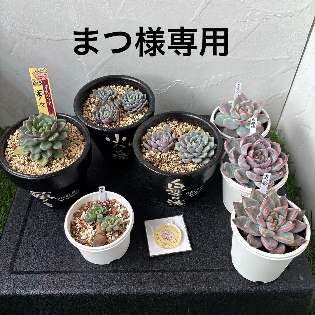 まつ　おまとめ