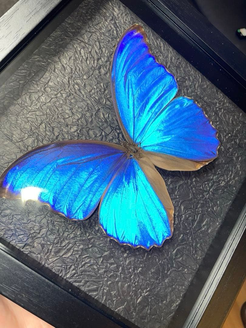 大型モルフォ蝶 標本 背景エンボス加工