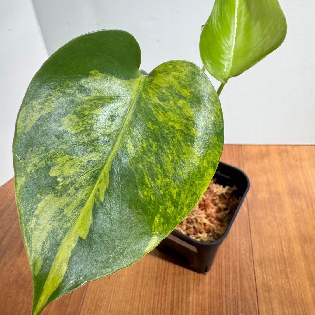 モンステラ　デリシオーサ　イエローマリリン　M5