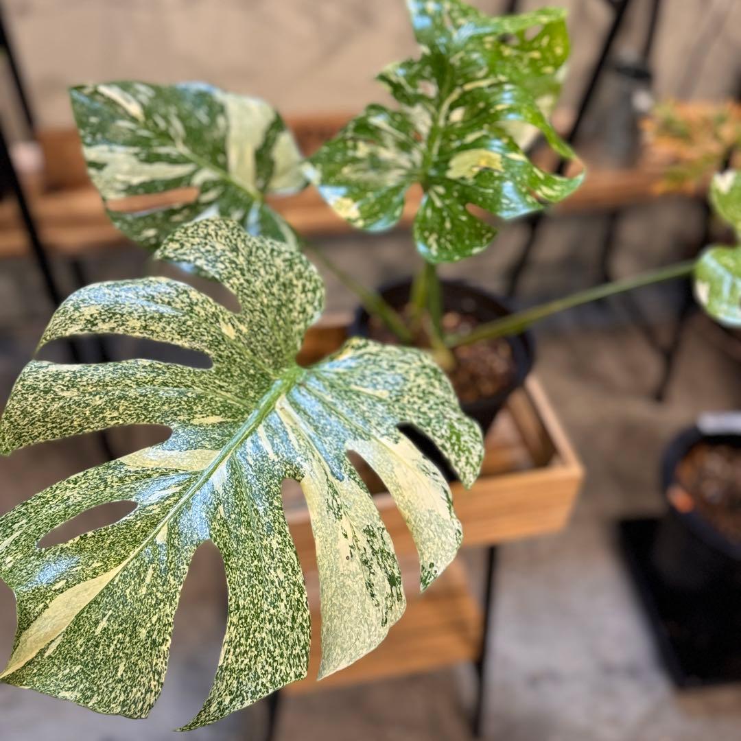 さ**様 13 モンステラ　デリシオーサ　タイコン　‘スターライト’ 大株