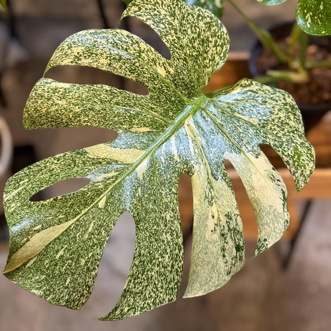 さ**様 13 モンステラ　デリシオーサ　タイコン　‘スターライト’ 大株