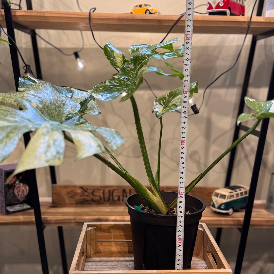 さ**様 13 モンステラ　デリシオーサ　タイコン　‘スターライト’ 大株